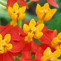 2 Tropical Milkweed Plants Live Butterfly Asclepias Tuberosa, Wildflowers Perennial Bush, Swamp Common Plant, 5-9" in Tall, No Pot