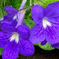 Purple Streptocarpus Plant Live, Ladyslipper Primrose Flowering Houseplant in 3.25 Inch Pot, Indoor Blooming Plants for Planting, 4-8 Inches
