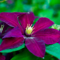 Clematis Vine Plant Live for Planting, Deep Red Clematis Plant Live in 2.5 Inches Pot, Clematis Flowers Perennial