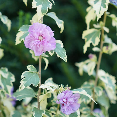 Pink Rose of Sharon Plant Live 4 Inch Container, Hardy Hibiscus Plant Live, Althea Hibiscus Syriacus Flowers