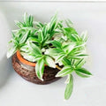 2 Variegated Wandering Jew Plants Live Houseplants, Rooted Cuttings Tradescantia Live Plant for Décor, Fast-Growing and Easy to Grow, Starter Size