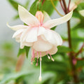 Pack 2 Fuchsia Plants Live, Vibrant Fuchsias Hanging Flowering Plant 3-5 Inches, Gardens, Patios, and Indoor Growing (White Flowers)