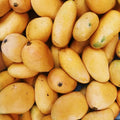 2 Yellow Ataulfo Mango Trees Live Plants, Zones 9-11, Mango in 4" Pot, Starter 5 to 6" Tall, Tropical Flavor
