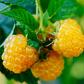 Pack 2 Raspberry Plants Live for Planting, Cold Hardy Raspberry Trees Live Plants, 4 to 9 Inches Tall, Sweet Berry Fruits Seedlings (Fall Gold Raspberry)