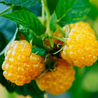 2 Raspberry Plants Live for Planting, Raspberry Trees Live Plants 4 to 9 Inches Tall, Sweet Berry Fruits Seedlings (Fall Gold Raspberry)