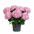 Blue Pink to Purple Hydrangea Flower Live Plant 4" Pot, Hydrangea Shrub Flower Plants for Outdoor or Indoor Planting, Change Color Perennial Plant