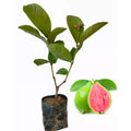 Pink Guava Tree Live Plant, Live Guava Trees Plant, Guava Trees Plant Live, Guava for Growing, 5-10 Inch in Tall from Bottom Pot, 1 Year Old Seedlings Well Rooted Guava