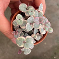 String of Hearts Plant in 2.5-Inch Pot, Rare Trailing Succulent for Indoor Planting, Hanging Houseplant for Decoration