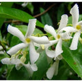 Jasmine Plant, Confederate Star Jasmine Plant, 4 to 6 Inc Tall Very Fragrant Vine, Jasmine Plant Indoor Live, Live Jasmine Plant, Jasmine Plant Live, White Jasmine Plant