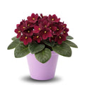 African Violets Plant Live in 4'' Pot, Fast-bloming Indoor Outdoot Flowering Plant with Vibrant Blooms (Red African Violet)