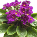 African Violet Live Plant in 4 Inch Pot, Flowering Houseplant, Easy Care Indoor Plant with Vibrant Blooms (Purple African Violet)
