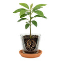 Dwarf Avocado Tree Live Plant, Outdoor Garden Tree, 6-12 Inch Tall
