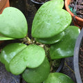 Green Hoya Kerrii Heart Plant Live, Hoya Plant, Hoya Kerrii Plant Live 2 Inches Pot for Planting