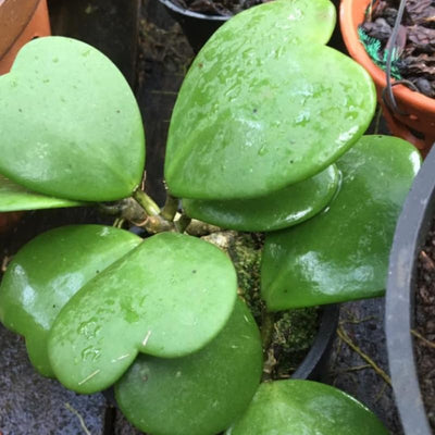 Green Hoya Kerrii Heart Plant Live, Hoya Plant, Hoya Kerrii Plant Live 2 Inches Pot for Planting
