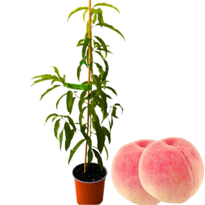 Grafted Peach Tree Live Plant, Well Rooted Peach Plant 1 Feet Tall for Planting Outdoor, Dormant, Ready to Bear Fruit Within 1-2 Years