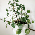 2 Pilea Peperomioides Plants, Pilea Peperomioides Tree Plants Indoor, Peperomioides House Plants Live No Pot for Planting