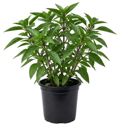 Thai Basil Plant in 4 Inch Pot - 4-6 Inch Tall Herb Plants
