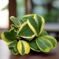 Variegated Heart Leaf Hoya, Hoya Kerrii Plant Live 4 Inch Pot, Indoor Houseplant to Grow in Container or Hanging Basket