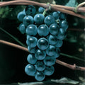 Well Rooted Black Grape Vine Plant, Seedless Black Grape Tree, Fruit Vine Plant Live in 2.5 Inc Pot