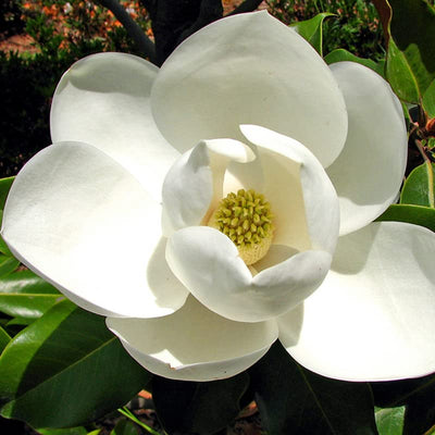 Sweetbay Magnolia Tree Live Plant, White Magnolia Flowers Bush 8-14 Inches Height, Fragrant Magnolia Shrub Quart Pot