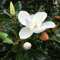Southern Magnolia Tree Live Plant, White Magnolia Flowers Bush 6 to 12 Inches Height, Fragrant Magnolia Shrub