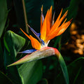 Pack 2 Orange Bird of Paradise Live Plants, 6-10" Tall Well Rooted Starter Plants, No Pot