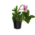 2 Pink Mandevilla Live Plant, Mandevilla Vine Plant, 4 to 7 Inc Tall, Shrub Plant Live, Mandevilla Plant Live, No Pot