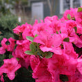 Double Dark Pink Azalea Plant Live, 7 Months Old Rhododendron Like, Azalea Rhododendron Tree Flowers Plants Live Bush in Pot