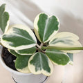 Variegated Heart Leaf Hoya, Hoya Kerrii Plant Live 4 Inch Pot, Indoor Houseplant to Grow in Container or Hanging Basket