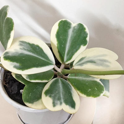 Variegated Heart Leaf Hoya, Hoya Kerrii Plant Live 4 Inch Pot, Indoor Houseplant to Grow in Container or Hanging Basket