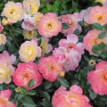 Fragrant Creamy Yellow Rose Plant Live Bush Shrub, Old-Fashioned Rose Summer Rebloomer in 4 Inch Pot