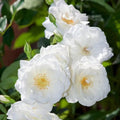 Rose Plant Live Ready to Plant, Fragrant Roses Flowers, in Pot, Ornamental Flowers Indoor Outdoor Home Garden (White Rose)