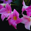 2 Pink Mandevilla Live Plant, Mandevilla Vine Plant, 4 to 7 Inc Tall, Shrub Plant Live, Mandevilla Plant Live, No Pot