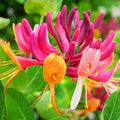 Honeysuckle Plant Live for Planting, Lonicera Honeysuckle Vine, Very Hardy, in 2.5 Inc Pot, Fragrant Bloom