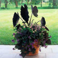 2 Black Colocasia Live Plants, Alocasia Elephant Ear Live Plant for Growing, 4-6" Tall, Cold Hardy, Indoor Outdoor Planting