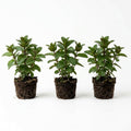 Pack 3 Chocolate Mint Plants, 4-6" Mint Herb Plants, Fragrant Herbs Starter Plant, Herb Plant in Soil, Easy to Grow