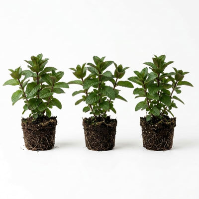 Pack 3 Chocolate Mint Plants, 4-6" Mint Herb Plants, Fragrant Herbs Starter Plant, Herb Plant in Soil, Easy to Grow