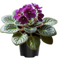 African Violet Live Plant in 4 Inch Pot, Flowering Houseplant, Easy Care Indoor Plant with Vibrant Blooms (Purple African Violet)