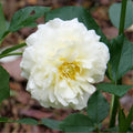 Creamy White Rose Plant Live for Planting, Rebloomer Fragrant Climbing Rose Bushes Plant Live, Roses for Planting, Starter Size, 4 to 10 Inc Tall