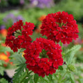 Pack 3 Red Verbena Plants Live Perennial Ground Cover, No Pot, 1-3" in Tall, Can Grow As Trailing Bushes, Spring Flowers