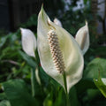 Peace Lily Tree Live Plant, Peace Lily Plant Live, White Flower, 5-9 Inches Tall, 4 Inch Pot for Indoor Planting