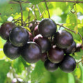 Grape Vine Live Plant 1-2 Year Old, Sweet Grape Plant Live for Growing, Grape Fruit Well Rooted Plant Bareroot (Black Muscadine Grape)