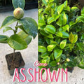 9 Months Old Camellia Tree Live Plant, Camellias Plants Shrub, Large Flower Well-Rooted in Pot, Indoor Outdoor, Cold Hardy (White)