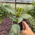 Camellia Plants Live, Rare Camellias Tree Live Plant, Vibrant Flower Shrub, Well-Rooted in Pot, Indoor Outdoor Flowering Zones 7-10 (Pink)