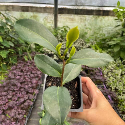 Camellia Plants Live, Rare Camellias Tree Live Plant, Vibrant Flower Shrub, Well-Rooted in Pot, Indoor Outdoor Flowering Zones 7-10 (White)