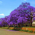 Purple Blue Jacaranda Tree Live Plant Potted, 8 Months Old Jacaranda Mimosifolia Plants for Outdoor Planting, 8 to 10 Inc Tall from Bottom Pot, Well Rooted Seedling