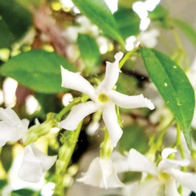 2 Confederate Star Jasmine Plants Live, Very Fragrant Jasmine Vine, White Flower Plants, 4 to 6 Inc Tall