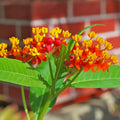2 Deep Red Milkweed Plants Live Butterfly Asclepias Tuberosa, Wildflowers Perennial Bush, Swamp Common Plant, 5-9" in Tall, No Pot