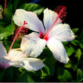 White Hibiscus Plant Live 5-9" in Tall, Hardy Hibiscus Tree Live Plant Year-Round Blooming, No Pot, Outdoor Perennial Planting