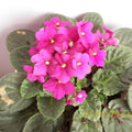 African Violets Plant Live in 4'' Pot, Fast-bloming Indoor Outdoot Flowering Plant with Vibrant Blooms (Blue African Violet)